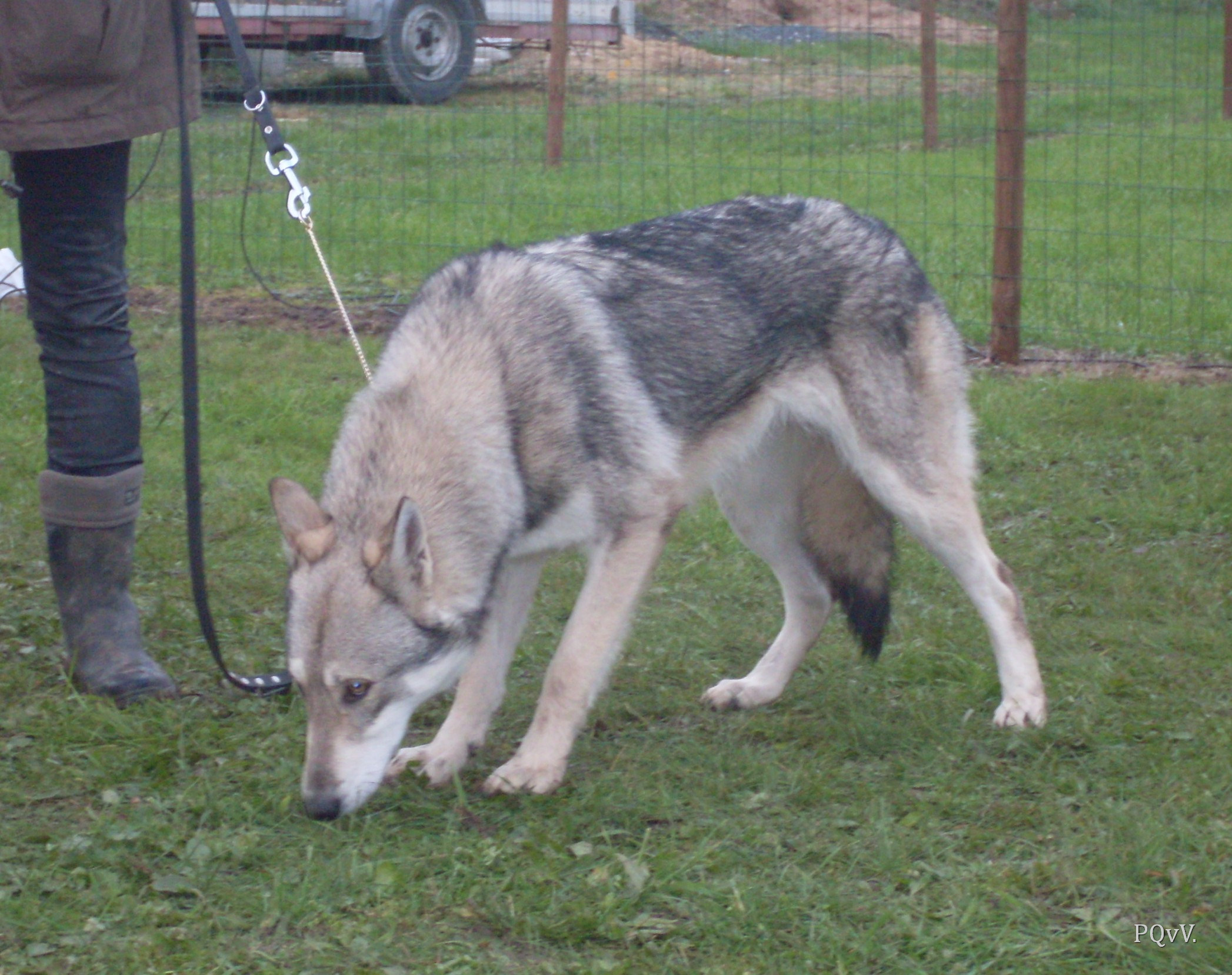 Gimini Criquette d’Angeli Fee, meilleur chien de l’exposition